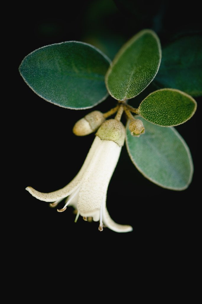 Detail of White bud with green leaves by Anonymous