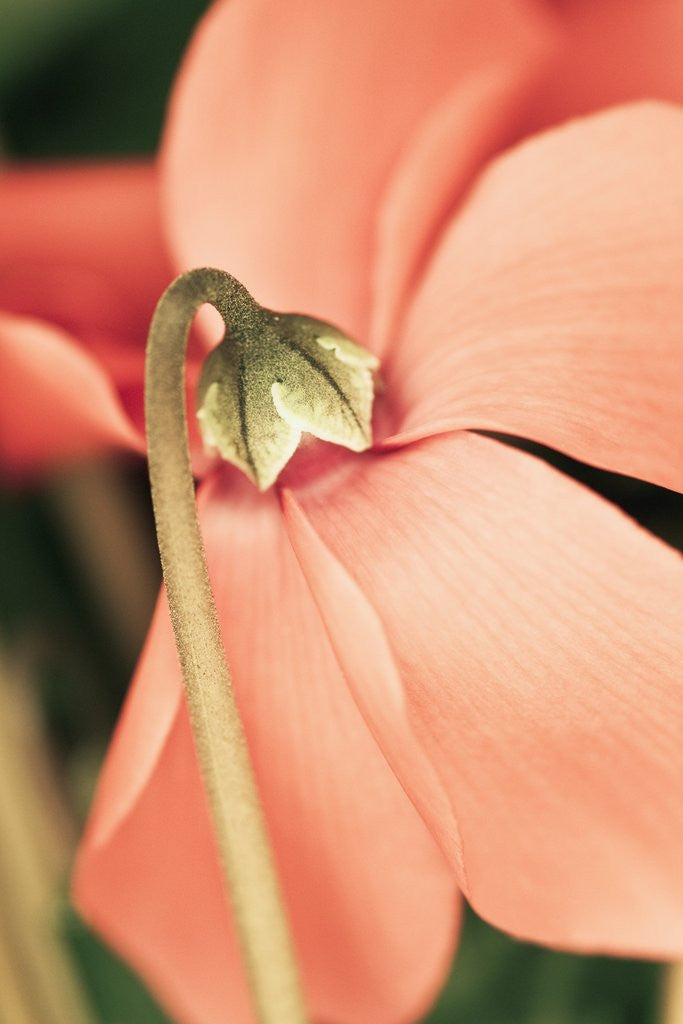 Detail of Cyclamen by Anonymous