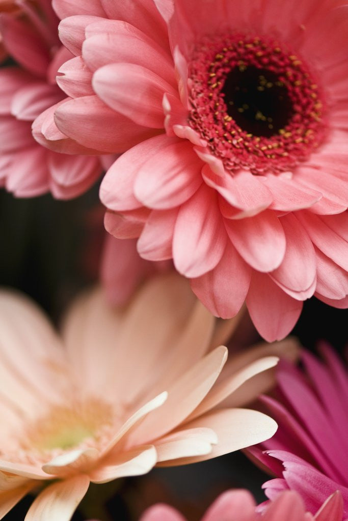 Detail of Gerber daisies by Anonymous