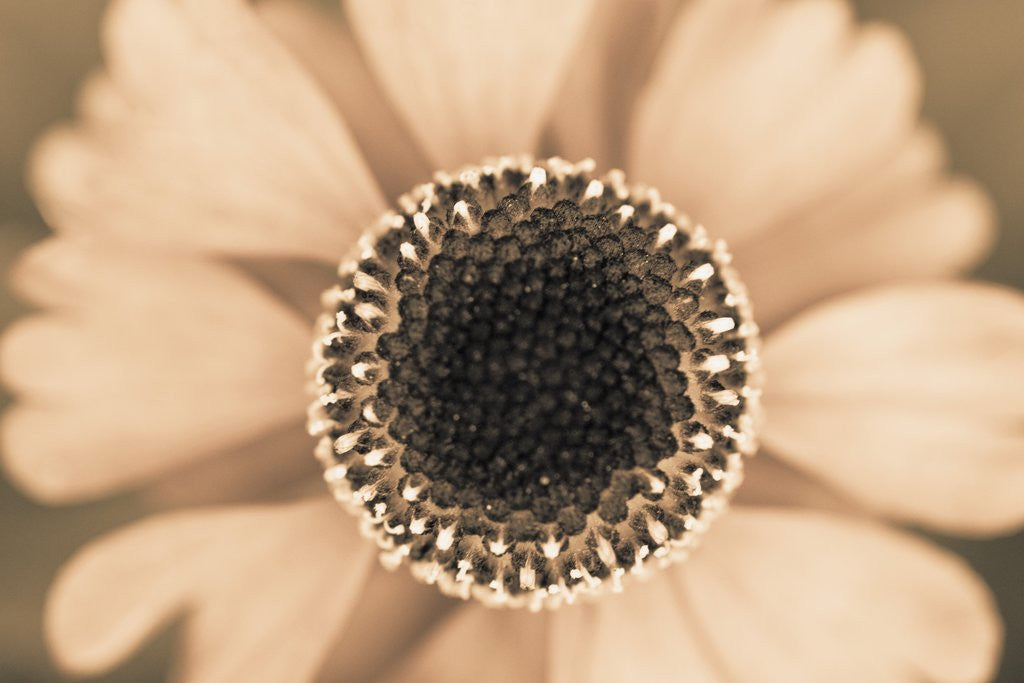 Detail of Orange Aster by Anonymous
