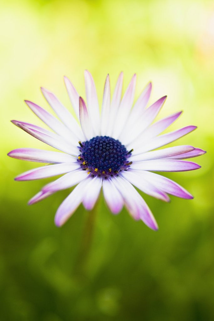 Detail of Aster by Anonymous