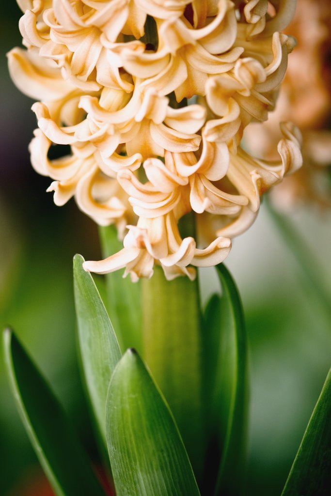 Detail of Fragrant Hyacinth by Anonymous