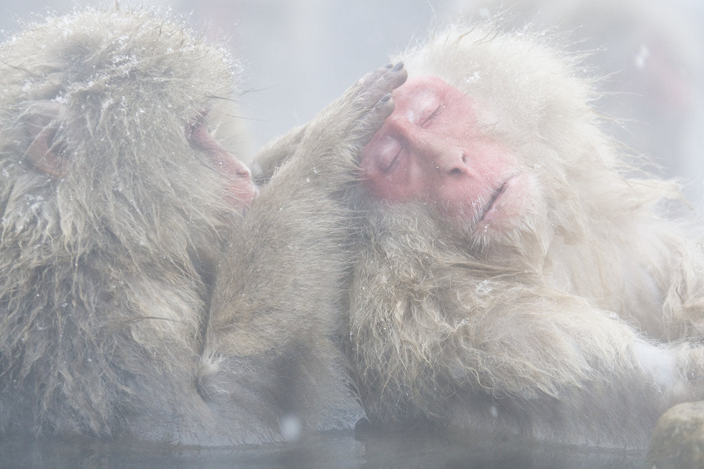 Detail of Japanese Macaque Grooming Another in Hot Spring by Anonymous