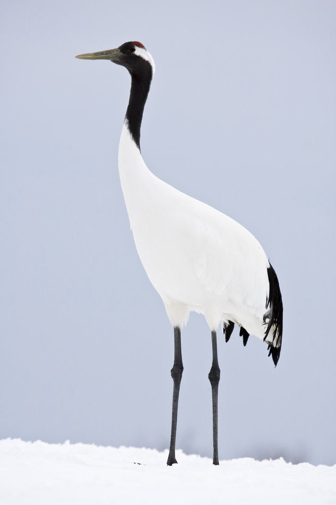 Red-Crowned Crane on Feeding Grounds in Winter by Corbis