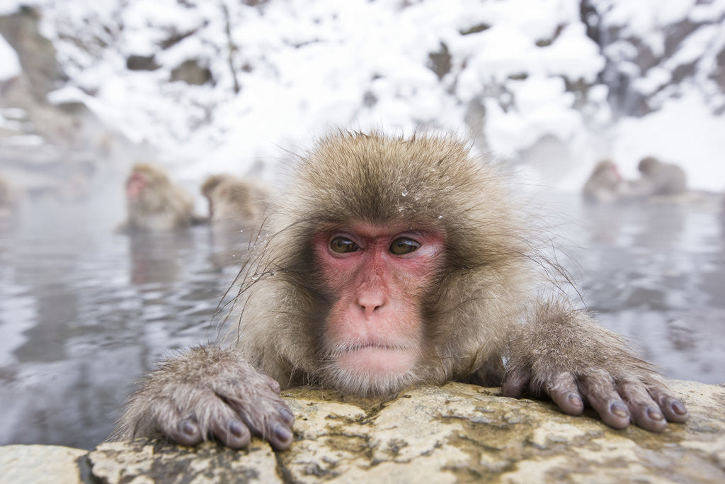 Detail of Japanese Snow Monkey in Hot Spring in Winter by Anonymous