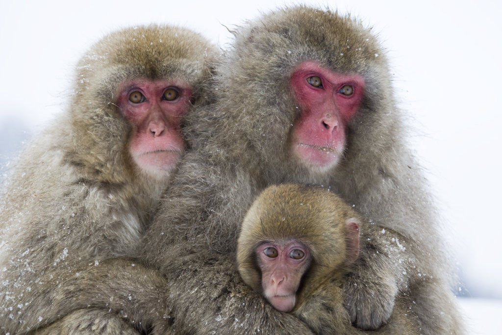 Detail of Japanese Macaque Family by Anonymous