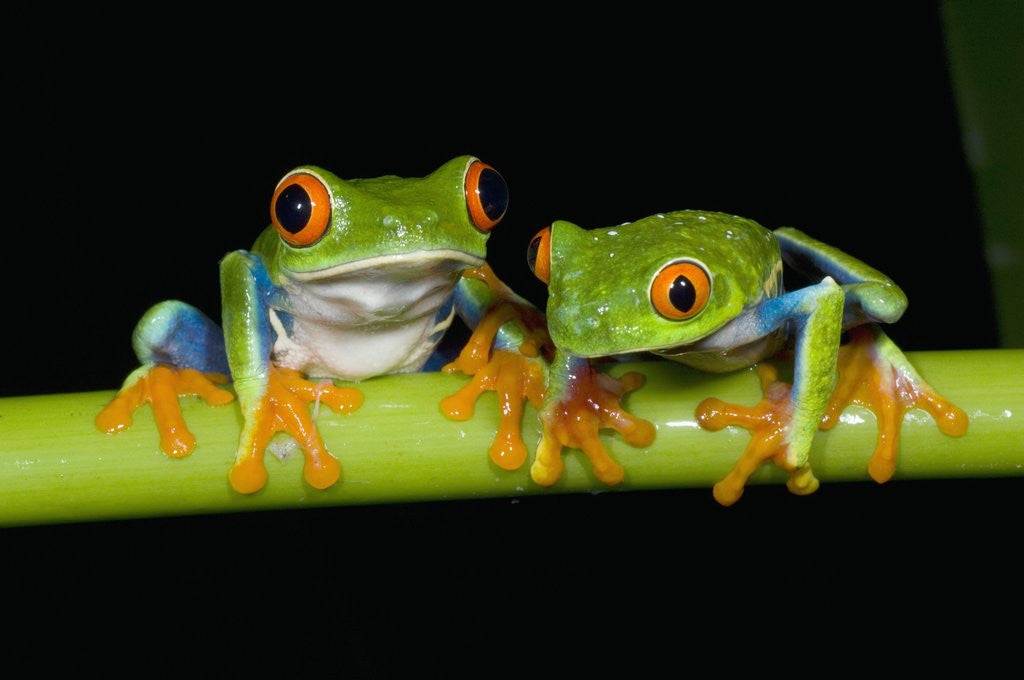 Detail of Red-eyed Tree Frogs by Anonymous