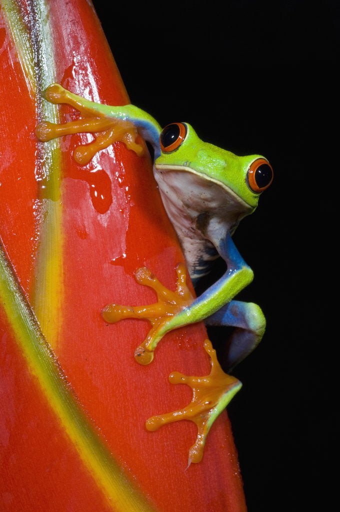Detail of Red-eyed Tree Frog by Anonymous