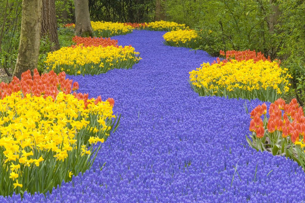 Detail of Flowers at Keukenhof Garden by Anonymous