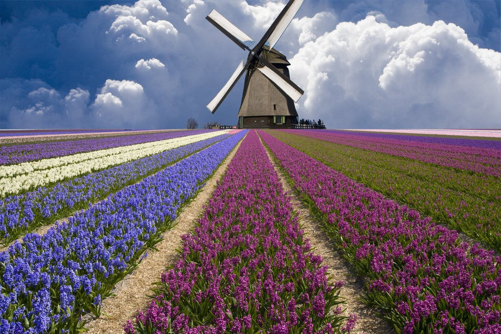 Detail of Windmill and Flower Field in Holland by Anonymous