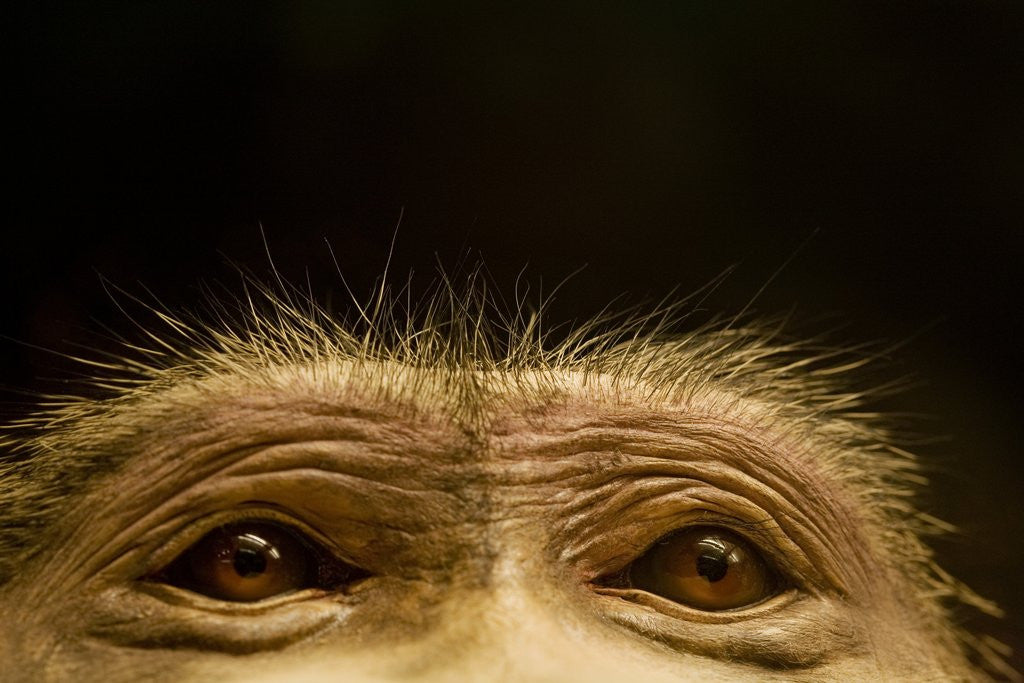 Detail of Eyes of Chacma Baboon by Anonymous
