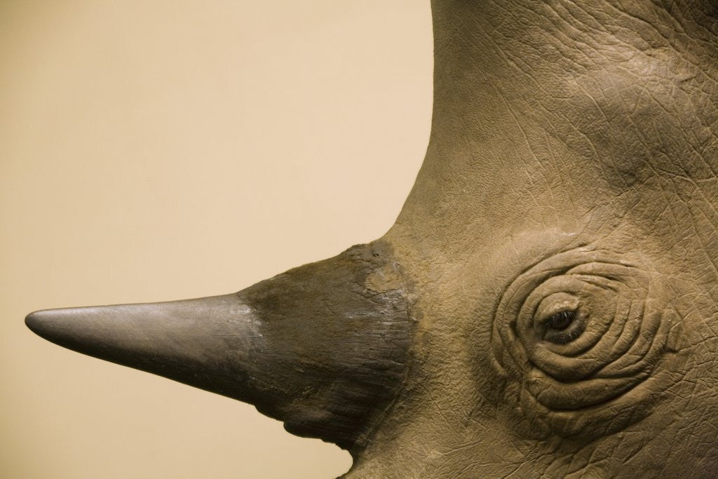 Detail of Black Rhinoceros by Anonymous