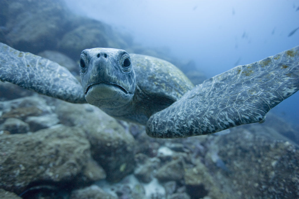 Detail of Green Turtle in the Galapagos Islands by Corbis