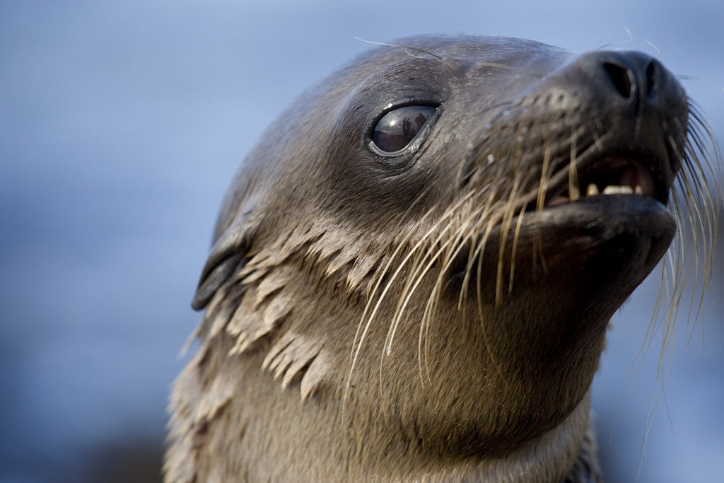 Detail of Galapagos Sea Lion Pup in Galapagos Islands by Corbis