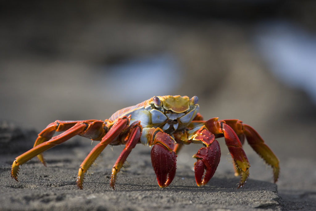 Detail of Sally Lightfoot Crab in the Galapagos Islands by Anonymous