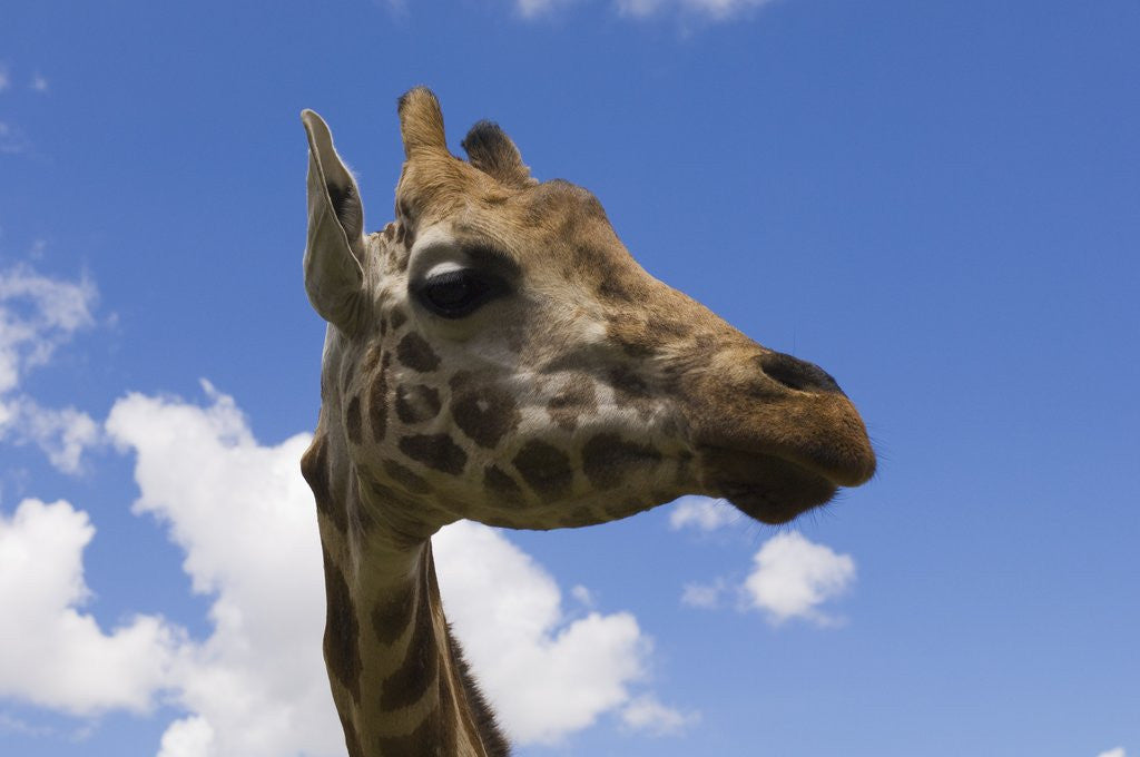 Detail of Baringo Giraffe at Giraffe Manor in Nairobi by Corbis