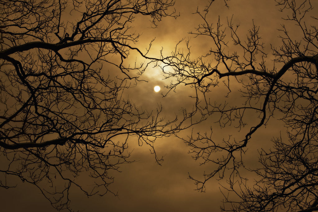 Detail of Branches Surrounding Harvest Moon by Corbis