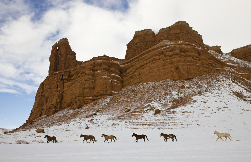 Detail of American Quarter Horses in Big Horn Mountains of Wyoming by Anonymous