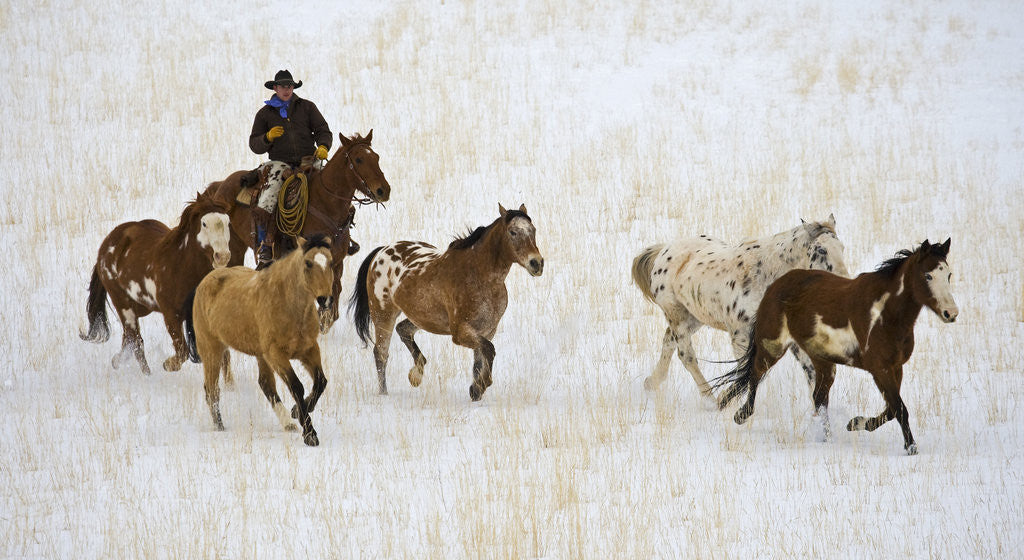 Cowboy Herding Horses at Hide Out Ranch in Wyoming by Corbis