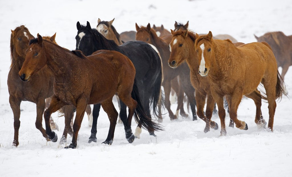 Detail of Herd of American Quarter Horses in Winter by Anonymous