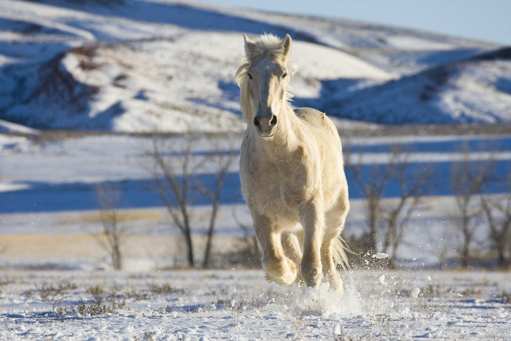 Detail of White Draft Horse Running in Big Horn Mountains in Winter by Anonymous