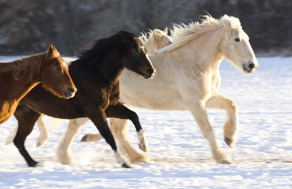 Detail of Draft Horse Running With Quarter Horses in Snow by Corbis
