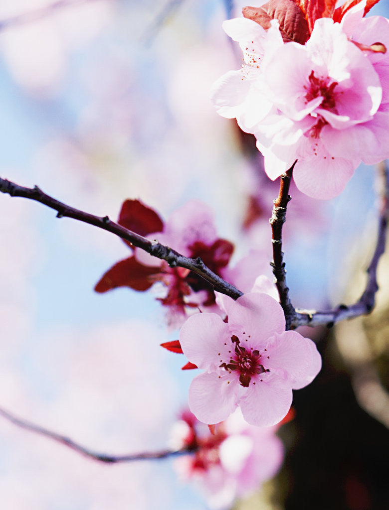 Detail of Cherry Blossom Flowers by Anonymous