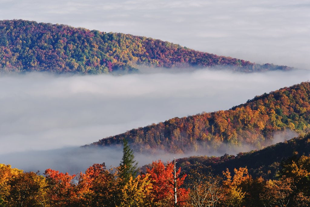 Detail of Fog Over Appalachian Mountains in Autumn by Anonymous