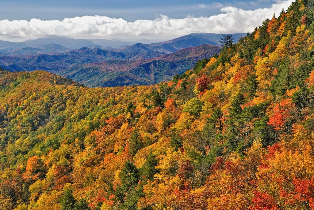 Detail of Appalachian Mountains in Autumn by Anonymous