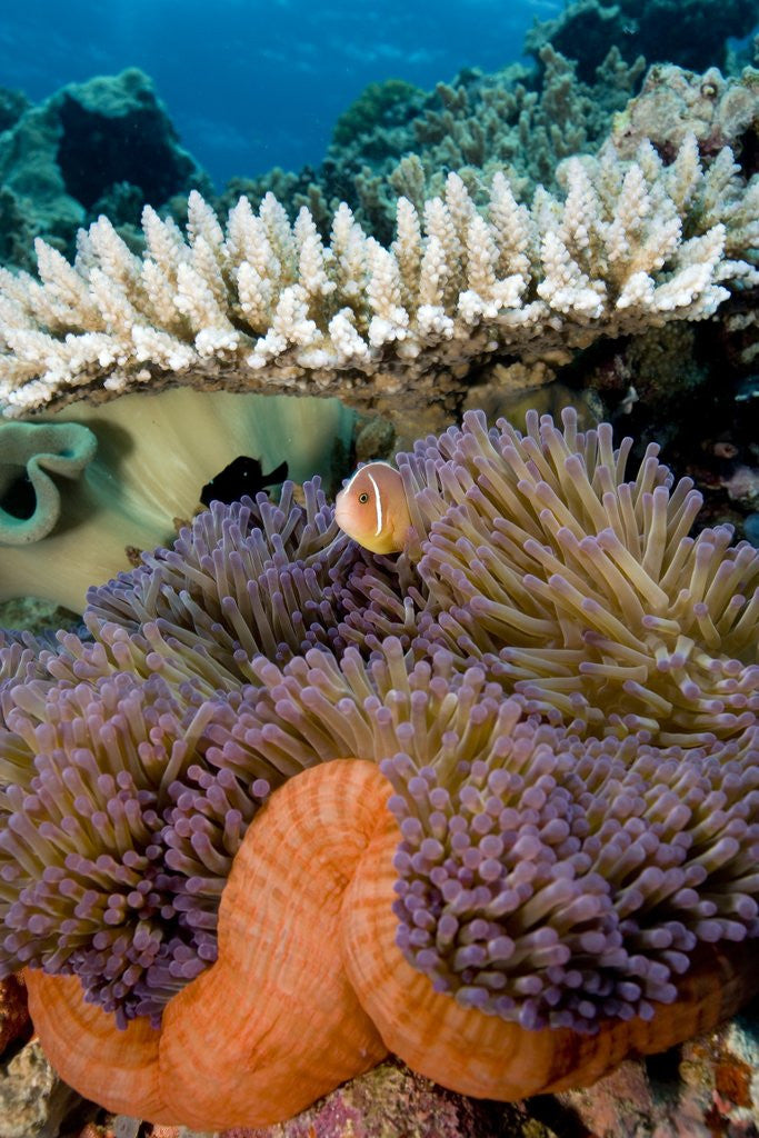 Detail of Pink Anemeonefish Peering from Tenticles of Magnificent Sea Anemone by Anonymous