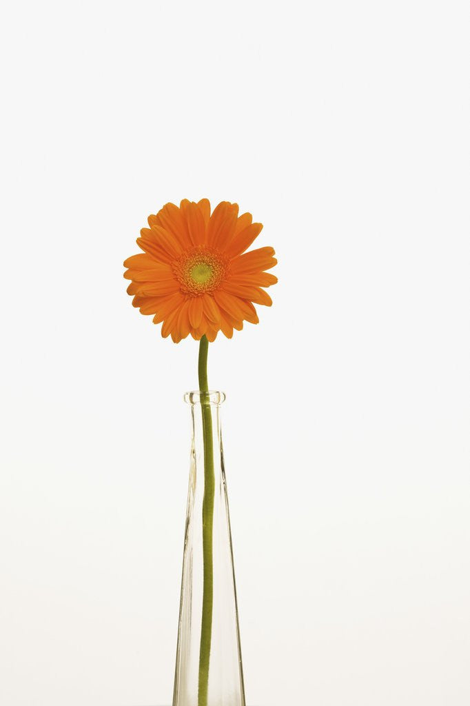 Detail of Gerbera Daisy by Anonymous