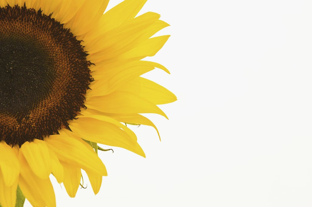Detail of Sunflower by Anonymous