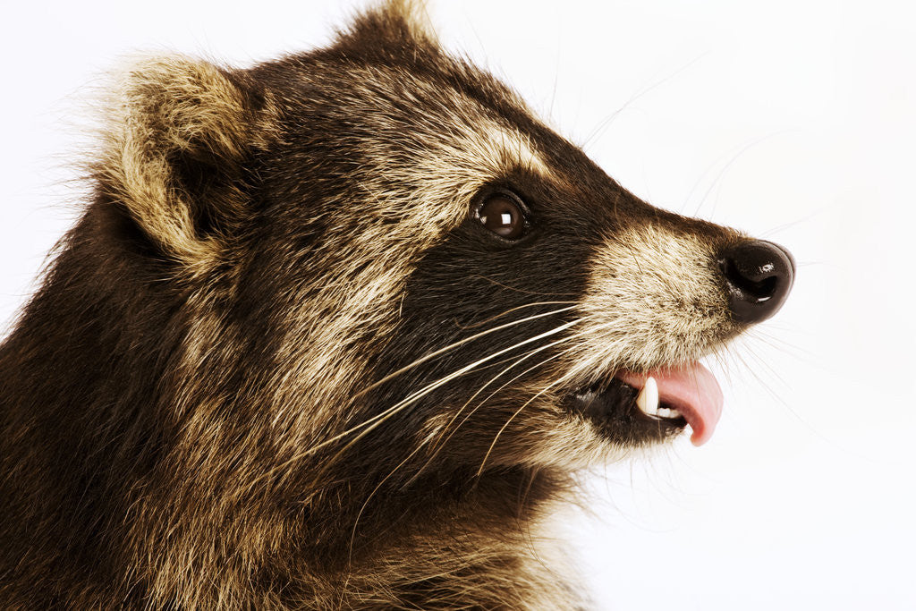 Detail of Profile of a Raccoon by Anonymous