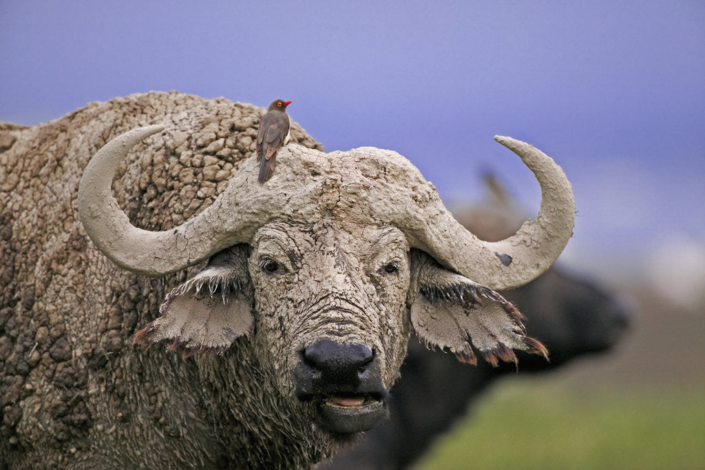 Detail of Dirty Buffalo by Anonymous