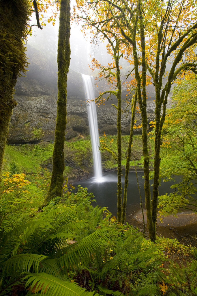 Detail of Waterfall by Anonymous