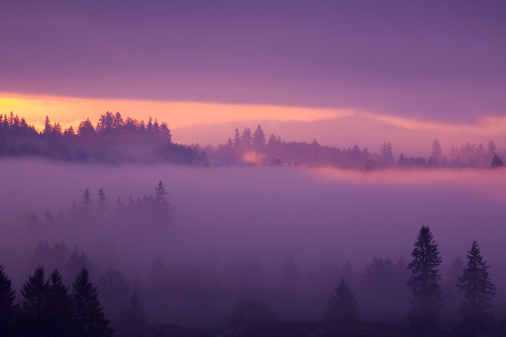 Detail of Fog Over Forest in Oregon by Anonymous