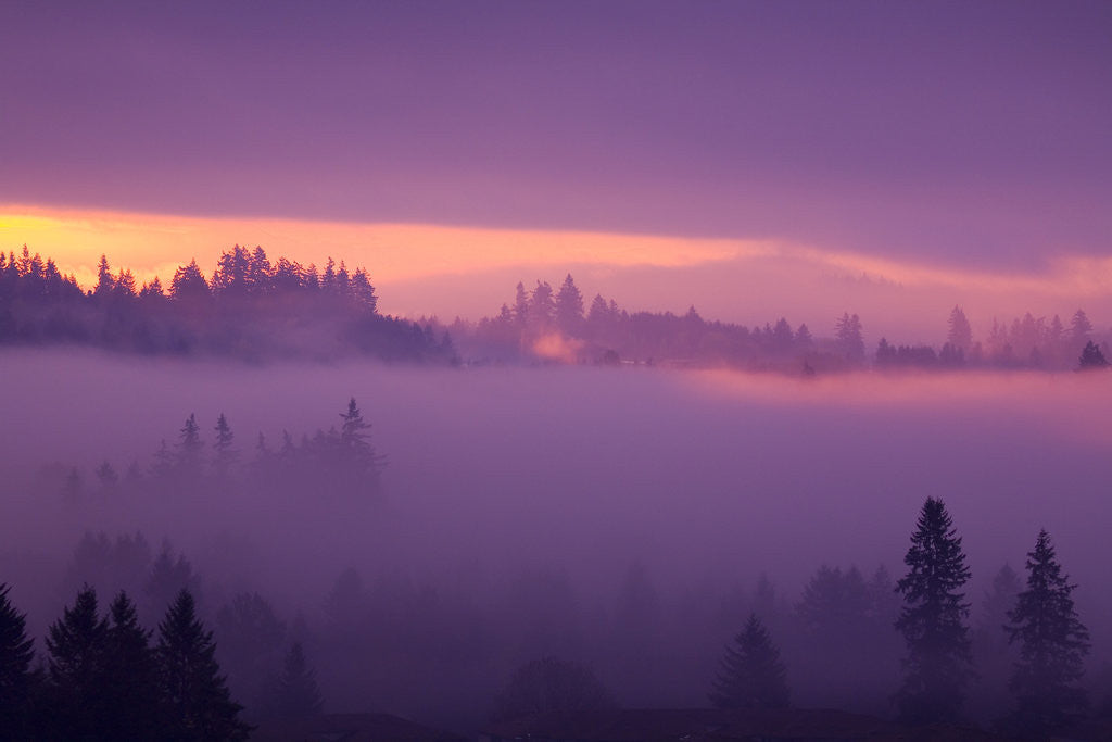 Detail of Fog Over Forest in Oregon by Corbis