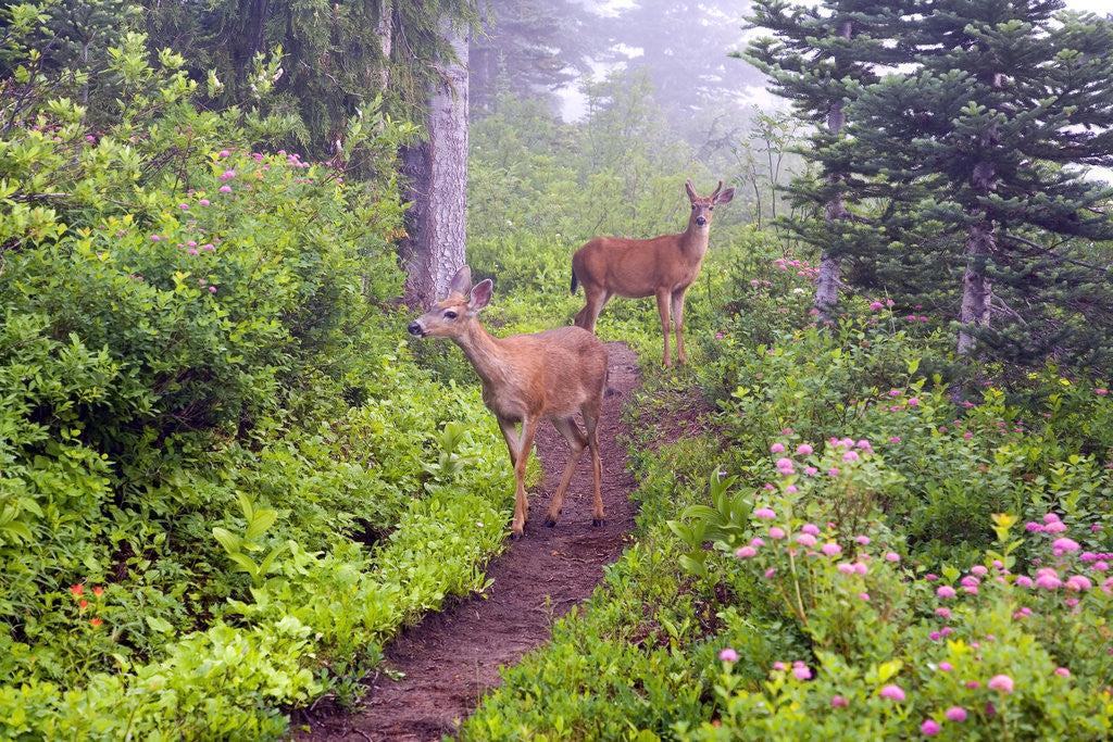 Detail of Deer on Trail in Mount Rainier National Park by Anonymous