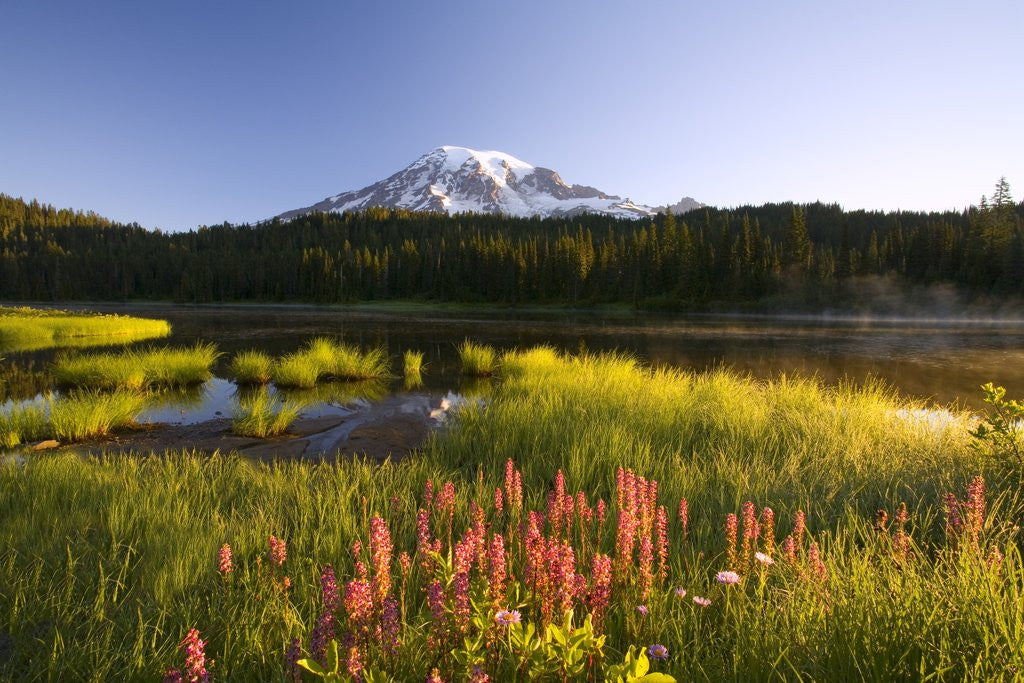 Detail of Mount Rainier National Park by Anonymous