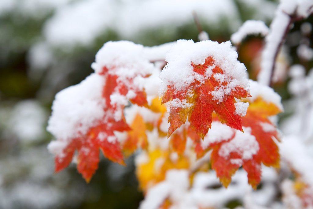 Detail of Autumn Leaves Covered in Snow by Corbis