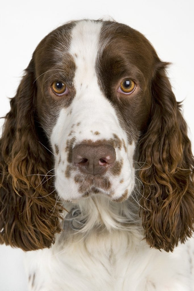 Detail of Springer Spaniel by Anonymous