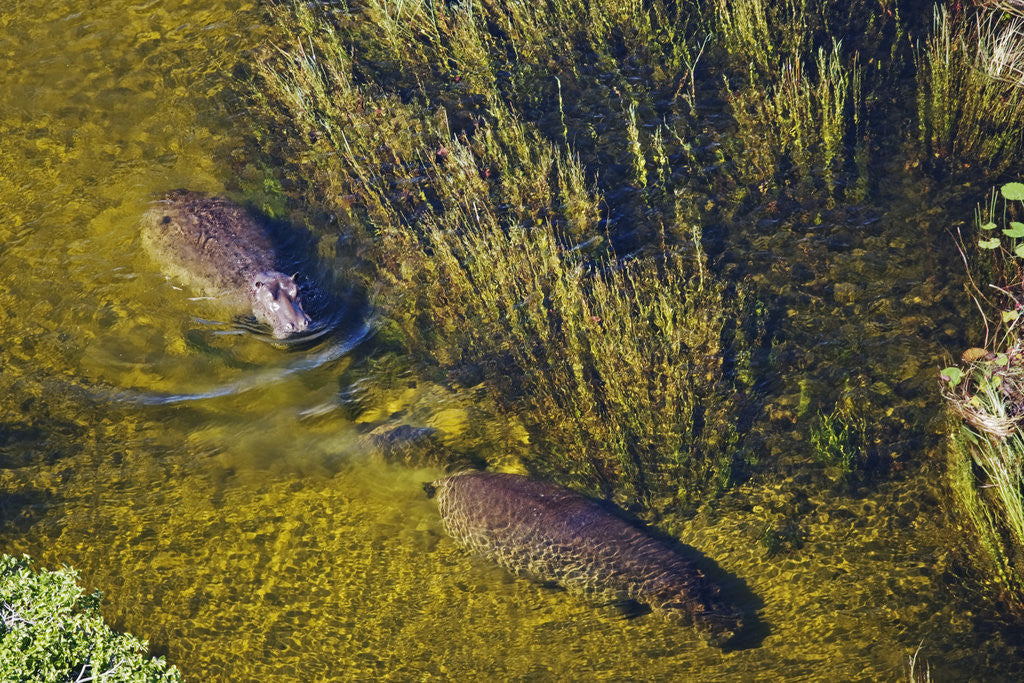 Detail of Aerial View of Hippopotamuses by Anonymous