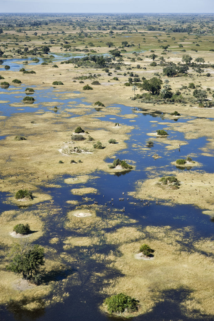 Detail of Aerial View of the Okavango Delta by Anonymous