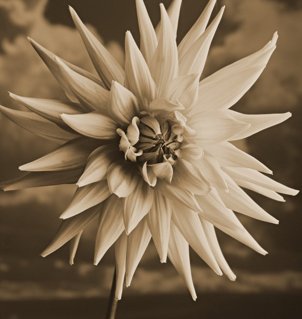 Detail of Dahlia with Clouds Behind by Tom Marks