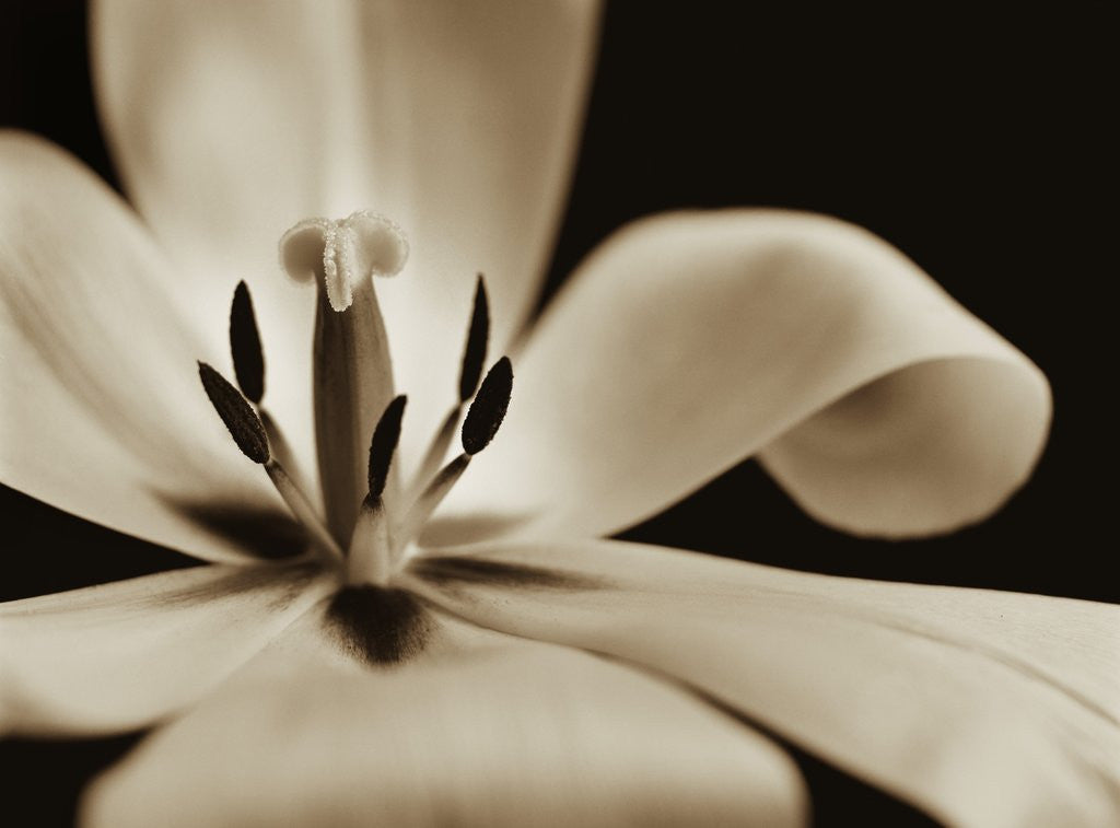 Detail of Inside of a Tulip by Tom Marks
