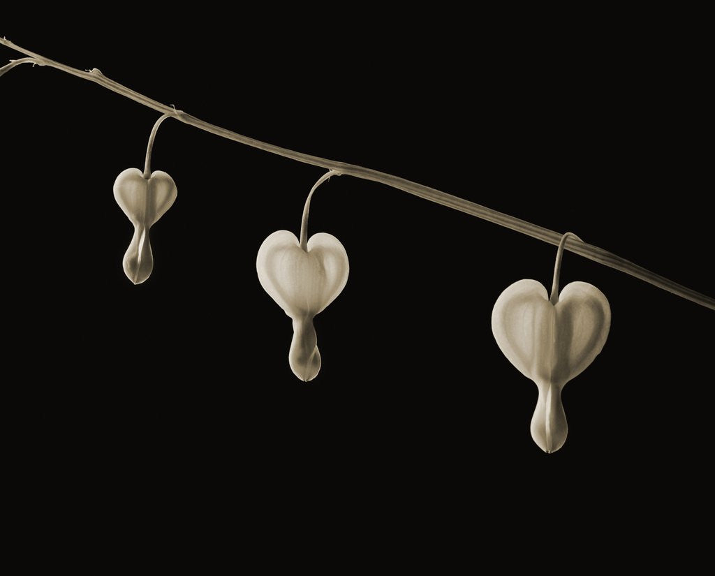Detail of Bleeding Hearts by Tom Marks