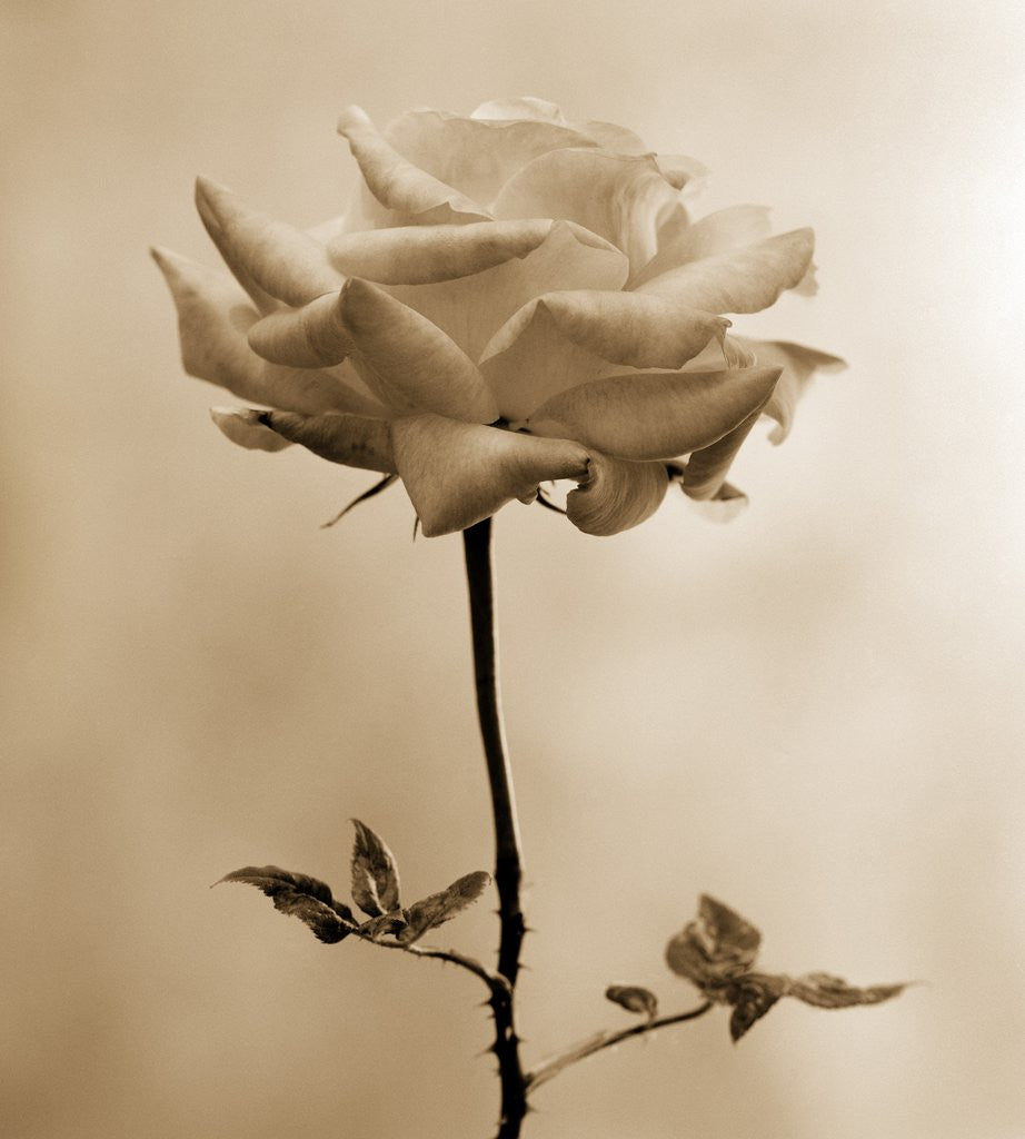 Detail of Long-Stemmed Rose by Tom Marks