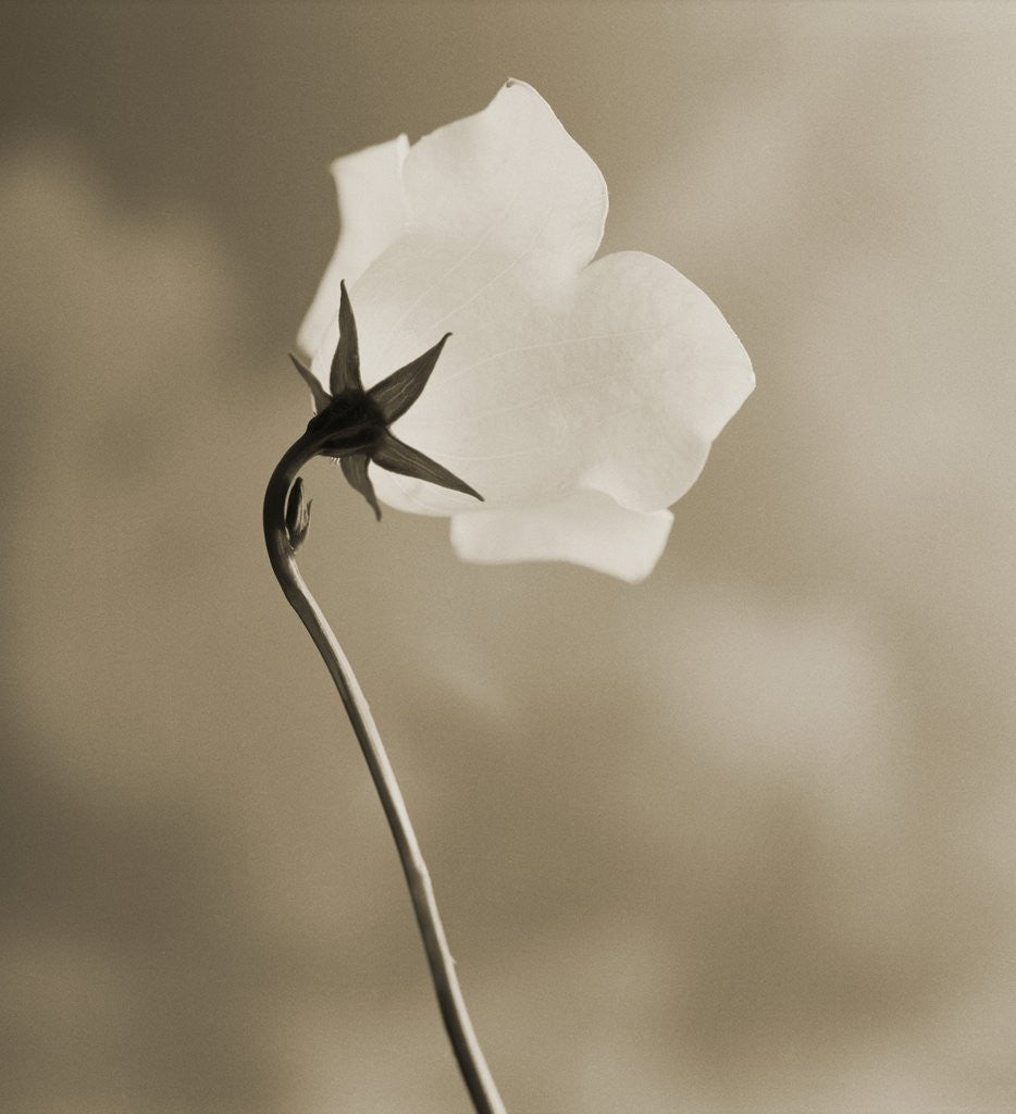 Detail of Small White Flower Stands Against Dramatic Sky by Tom Marks