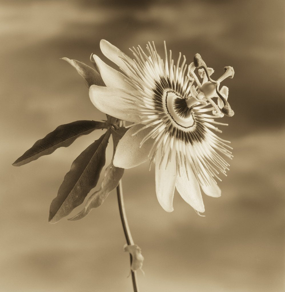 Detail of Passion Flower Against the Sky by Tom Marks