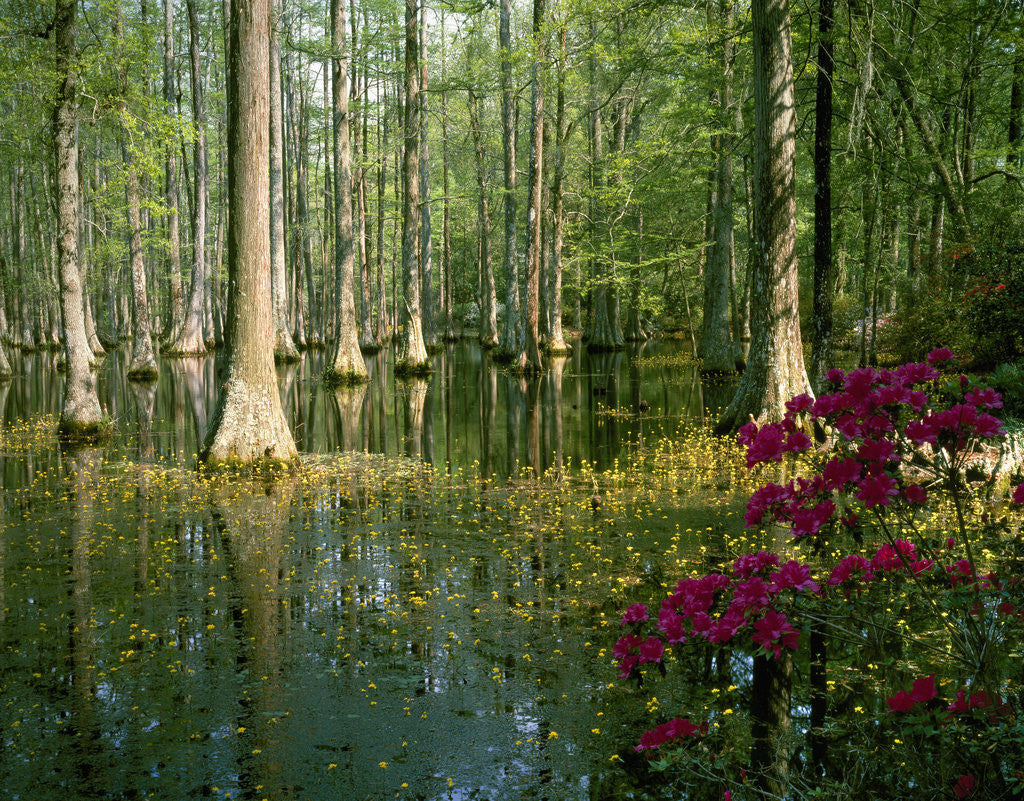 Detail of Cypress Gardens in South Carolina by Corbis